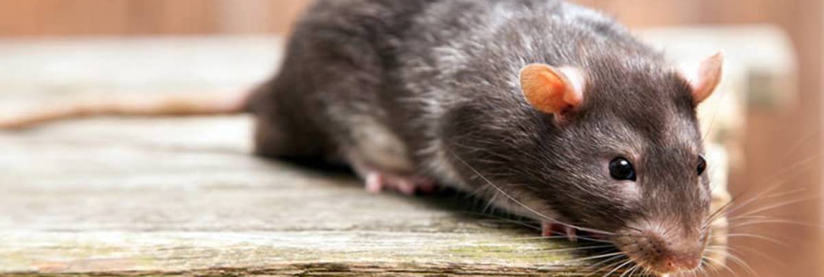 disinfestazione topi professionale varese