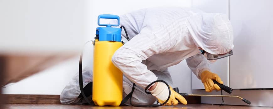 disinfestazione varese servizio completo