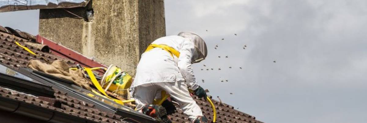 disinfestazione calabroni vespe zanzare varese milano