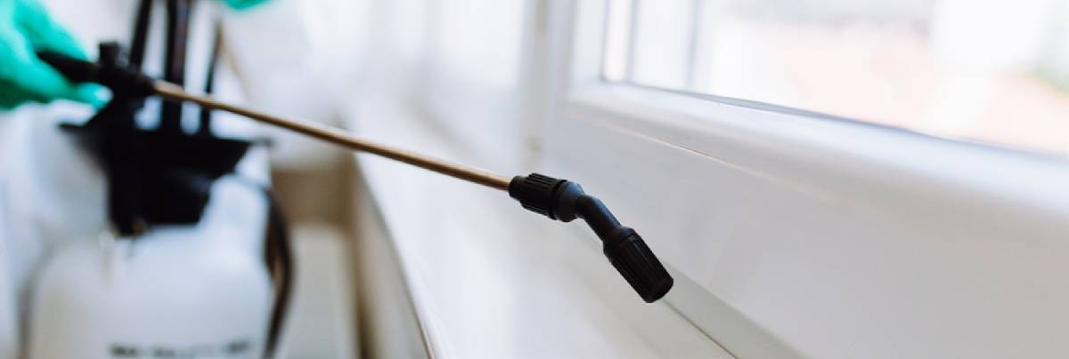 Quanto è importante la disinfestazione